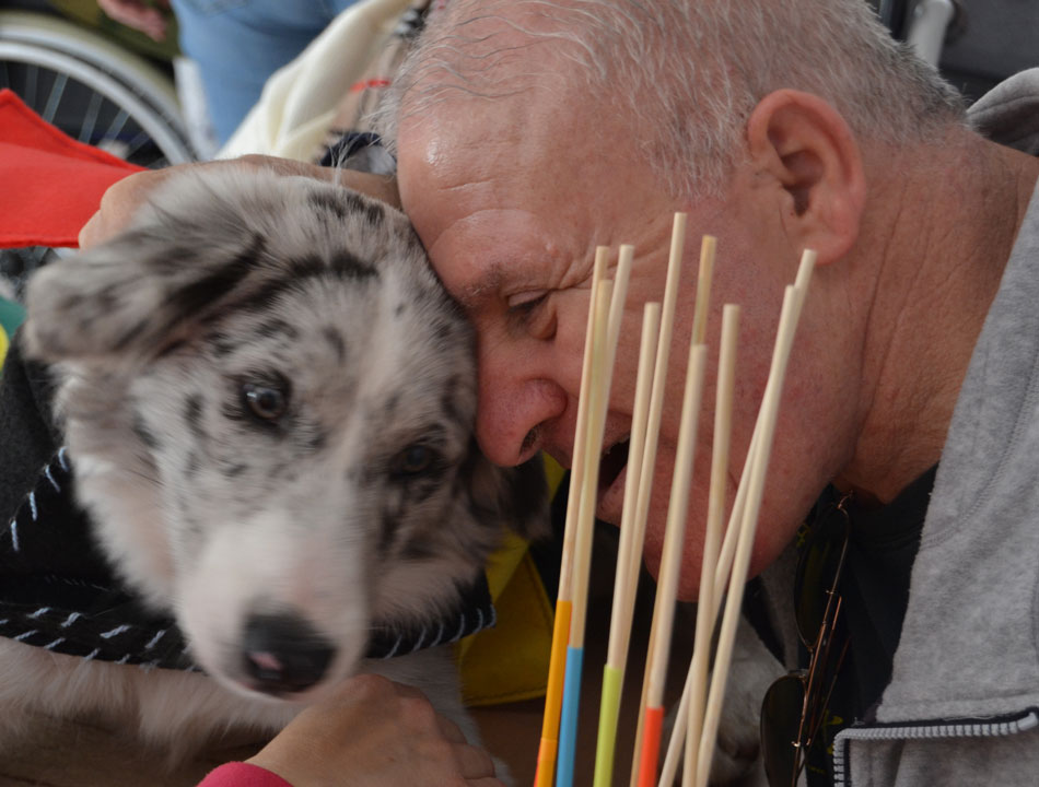 Asociación Mr.Dogs Intervenciones Asistidas por Perros